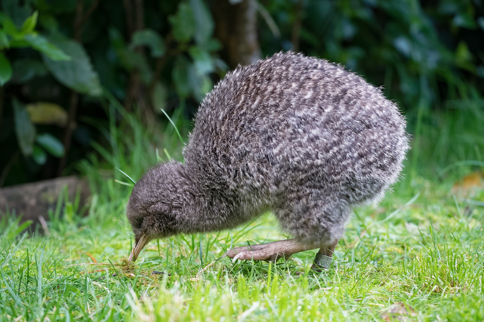 image Little Spotted Kiwi